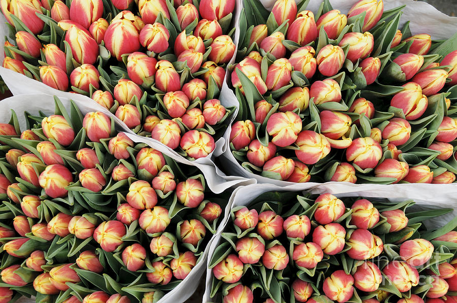 Amsterdam Photograph - Yellow Orange Tulip Bouquets by Oscar Gutierrez