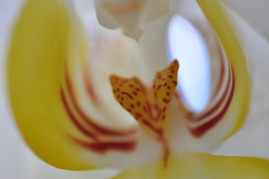 Yellow Orchid Photograph by Sue Morris