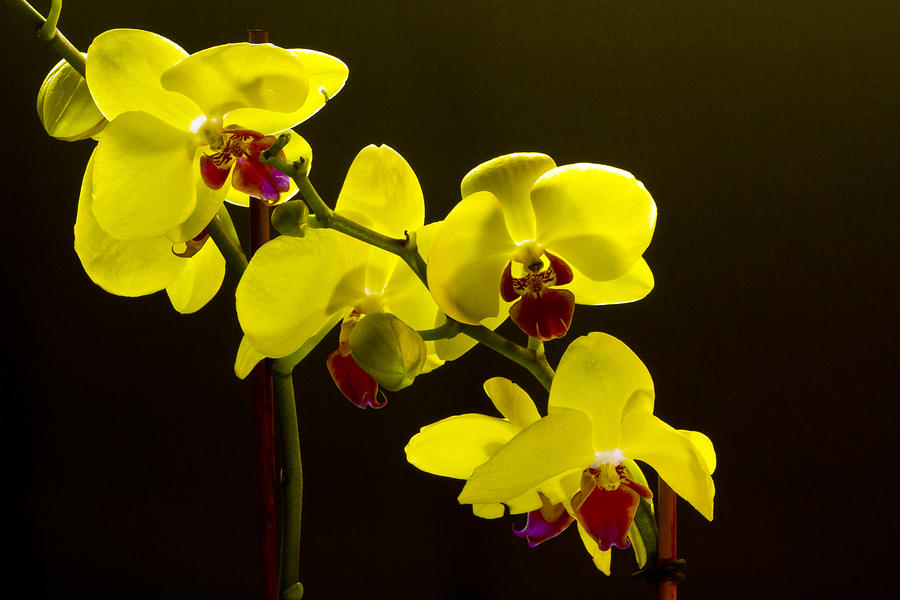 Yellow Orchids #1 Photograph by Bill Barber