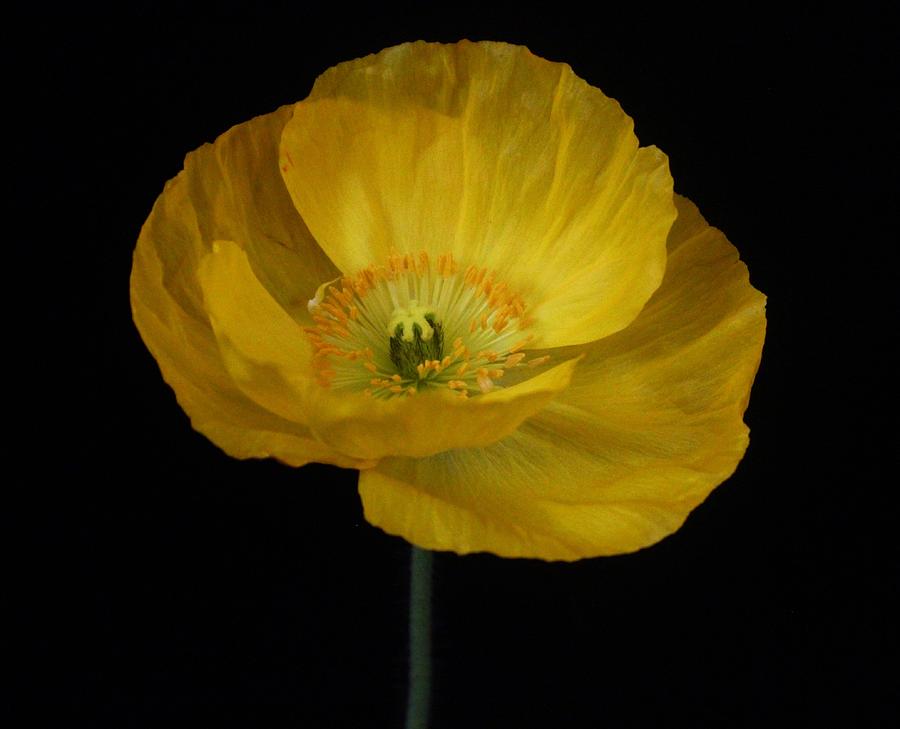 Yellow Poppy Photograph by Carol Welsh - Fine Art America