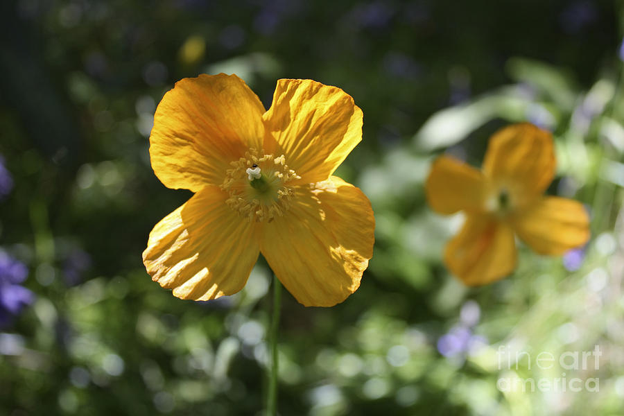 Yellow Horned Poppy Photograph by Julia Gavin