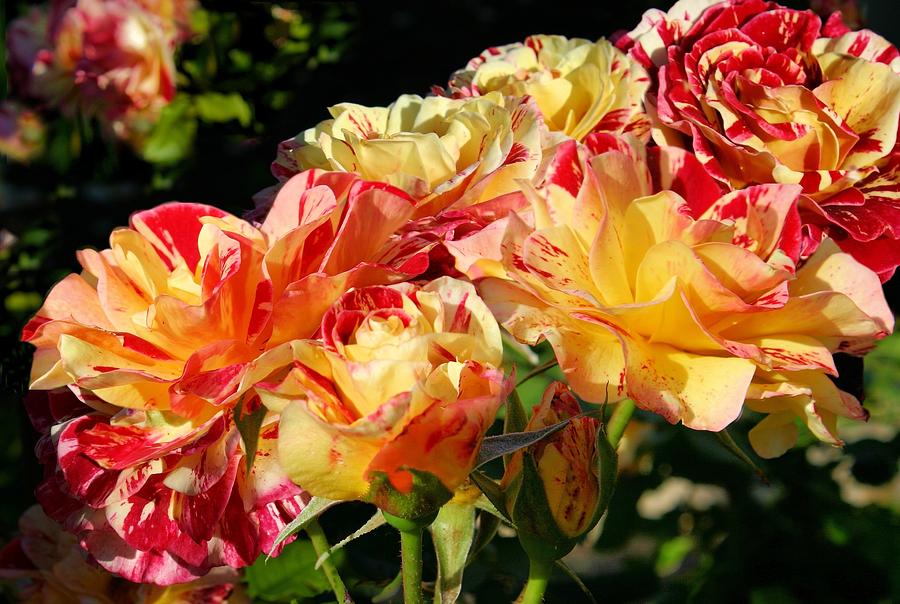 Yellow-Red Roses #1 Photograph by Jane Girardot