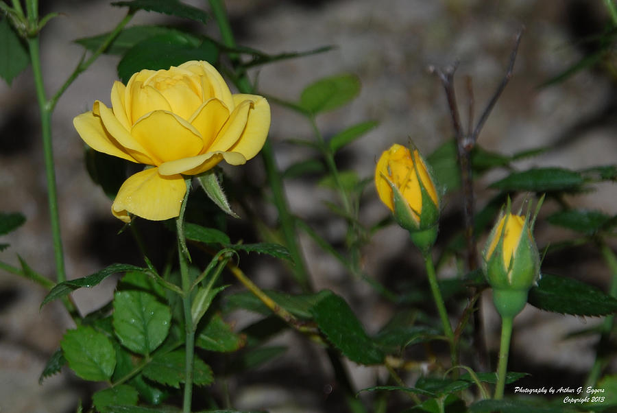 Yellow Rose #3 Photograph by Arthur Eggers