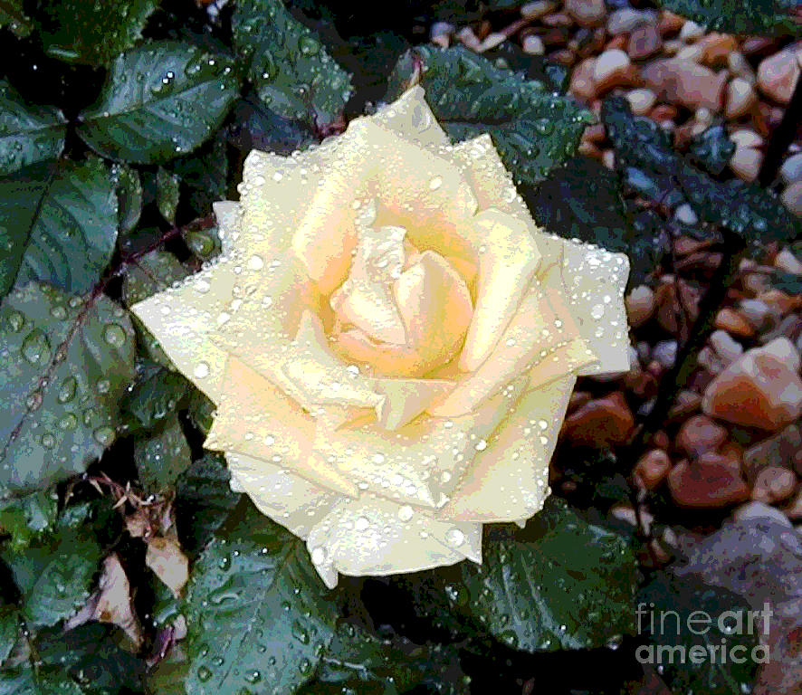 Rose Digital Art - Yellow Rose at Dawn #1 by Alys Caviness-Gober
