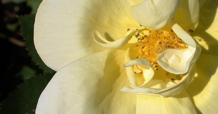 Nature Photograph - Yellow Rose #1 by Bruce Bley