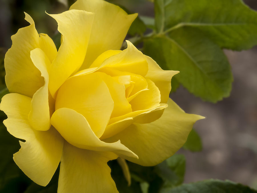 Yellow Rose #1 Photograph by Derek Dean