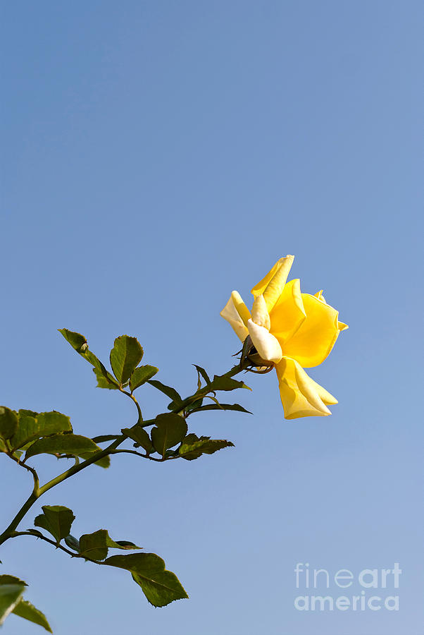 Nature Photograph - Yellow Rose #1 by Design Windmill