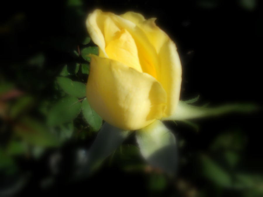 Yellow Rose Photograph by Diannah Lynch