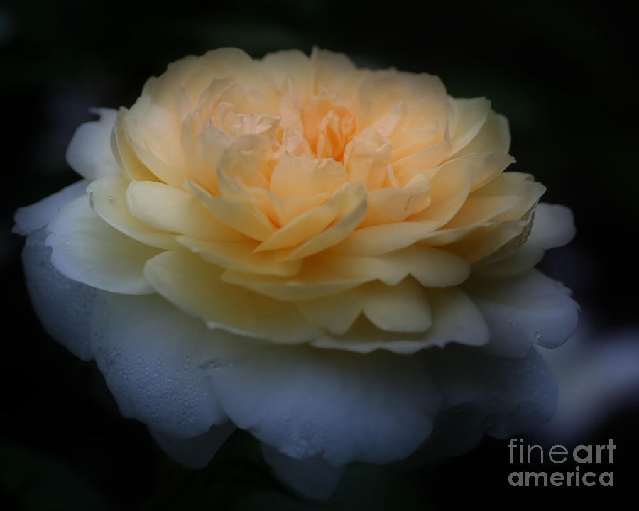 Yellow Rose In Bloom #1 Photograph by Smilin Eyes Treasures