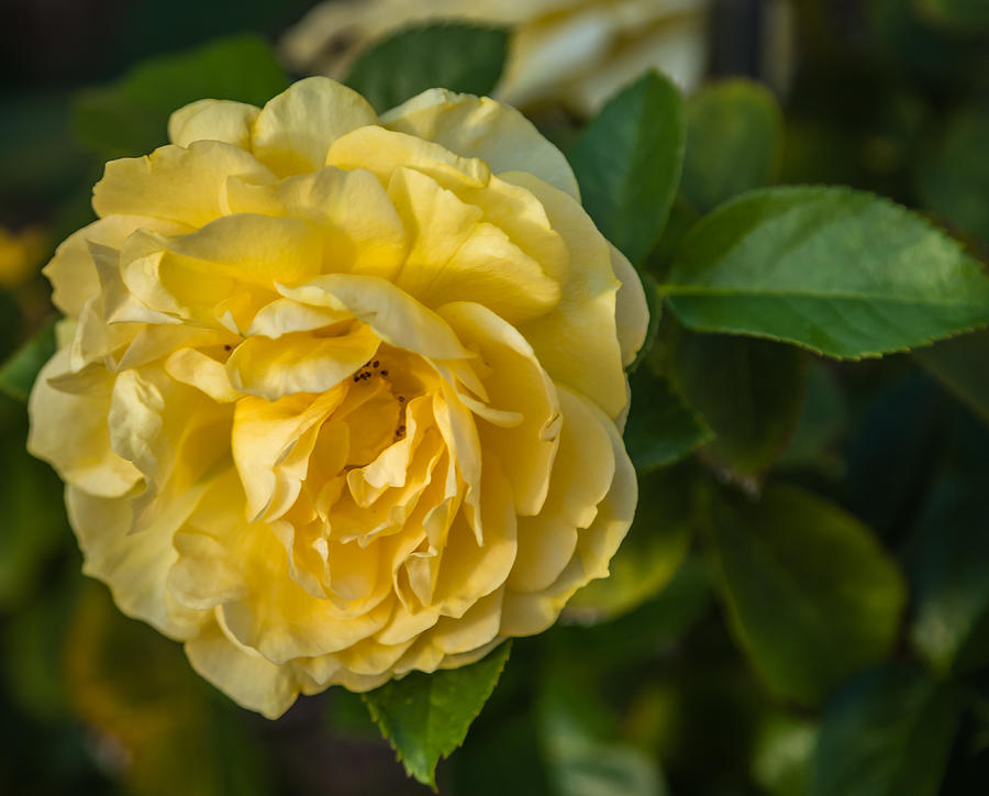 Yellow rose #1 Photograph by Jane Luxton