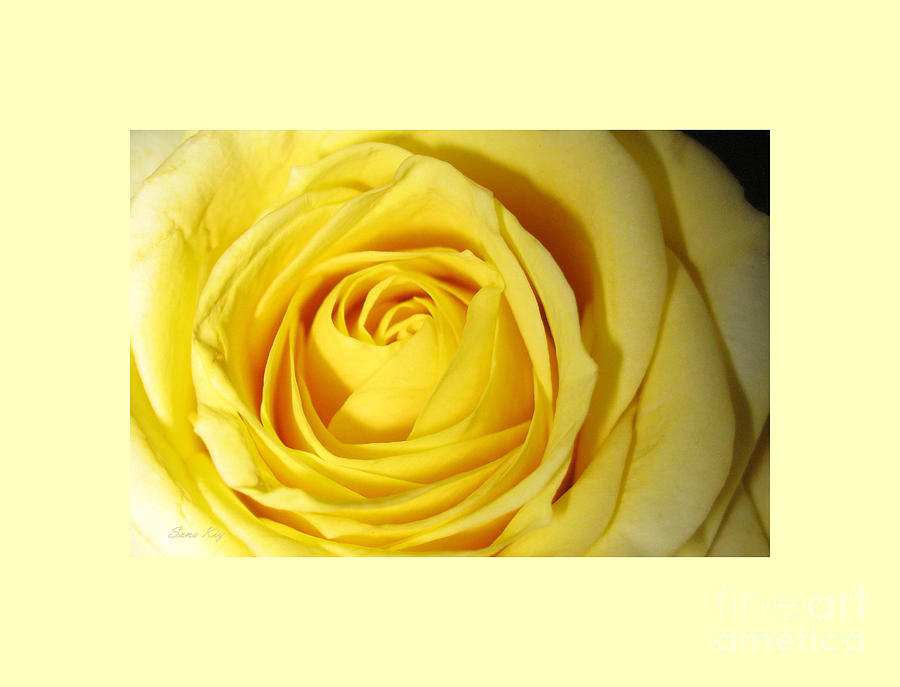 Yellow Rose #2 Photograph by Oksana Semenchenko
