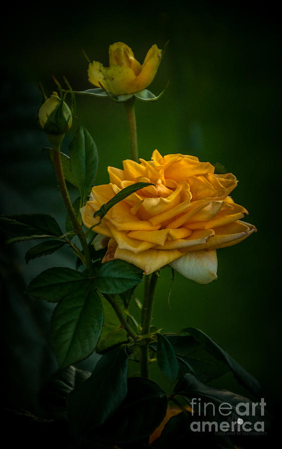 Yellow Rose #1 Photograph by Ronald Grogan
