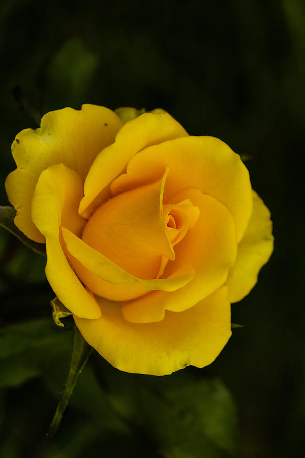 Yellow Rose #1 Photograph by SAURAVphoto Online Store