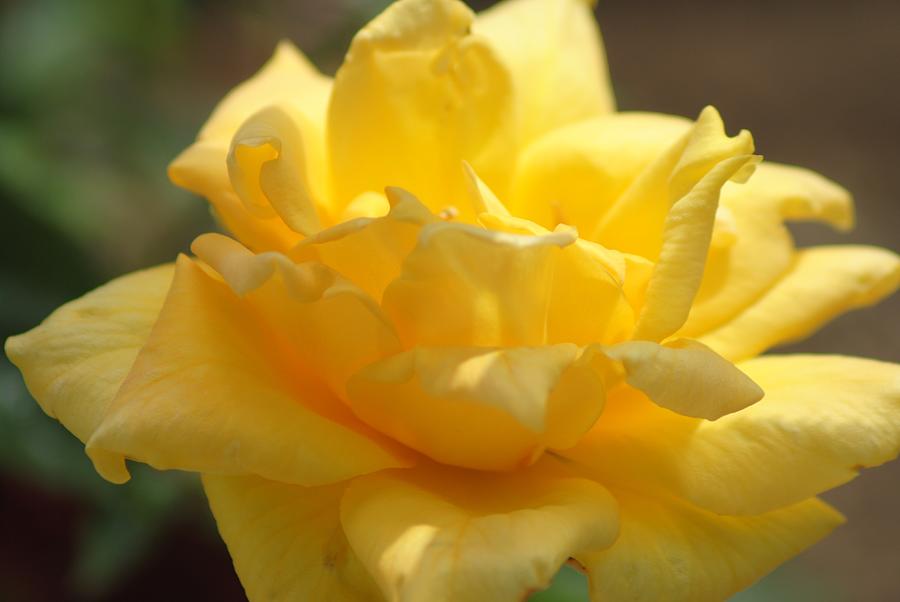 Yellow Rose #2 Photograph by Susan Stevens Crosby