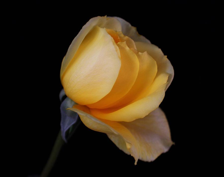 Flower Photograph - Yellow Rosebud #1 by Carol Welsh
