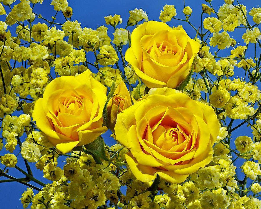 Yellow Roses #1 Photograph by Rodney Campbell