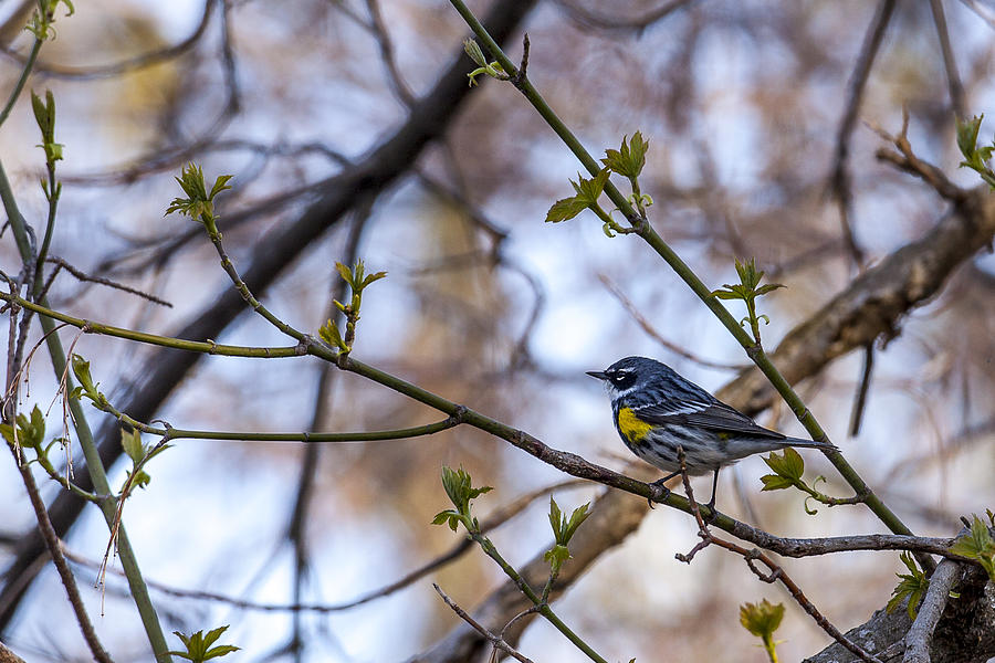 Yellow-rumped Warbler - Myrtle Photograph by Jack R Perry
