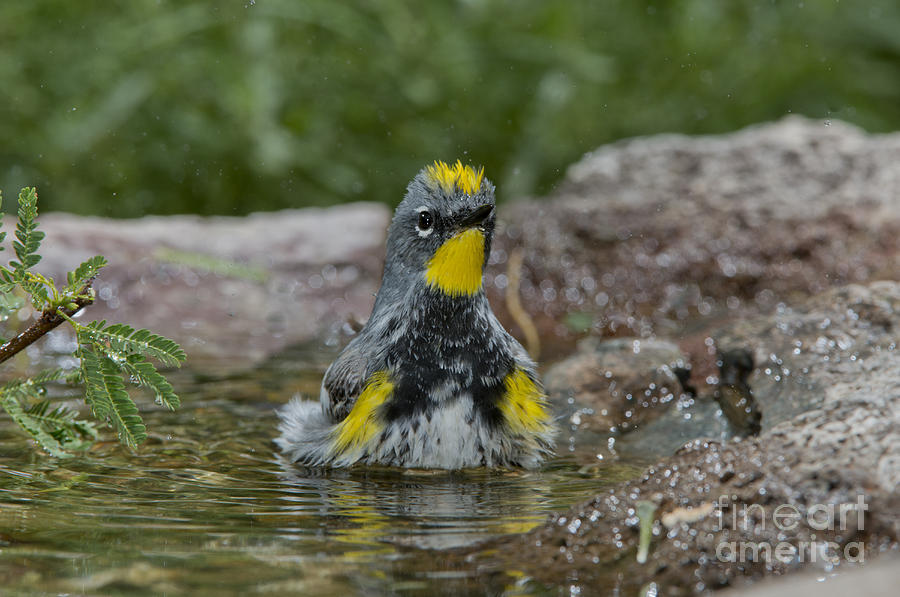 Warbler Photograph - Yellow-rumped Warbler #1 by Anthony Mercieca
