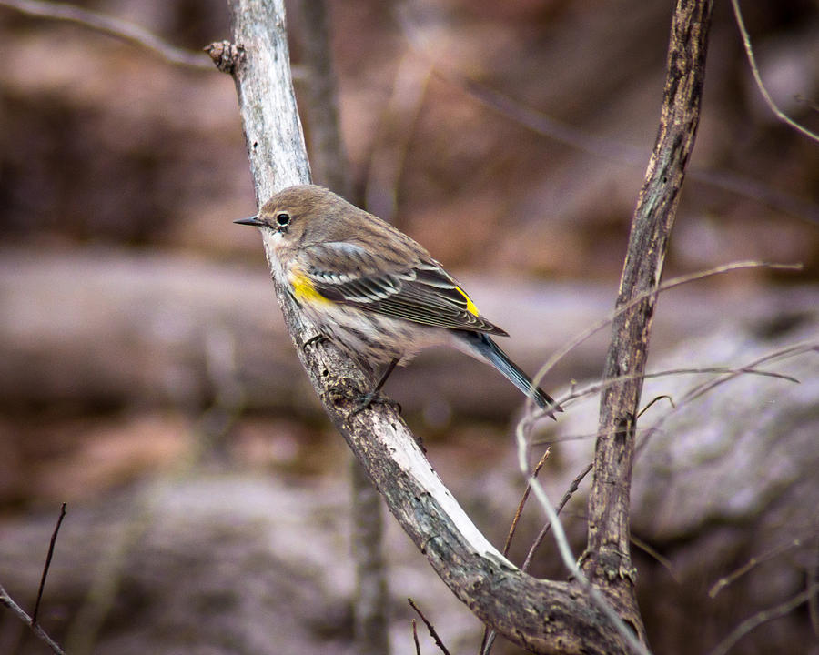 Yellow Rumped Warbler #1 Photograph by Bill Pevlor