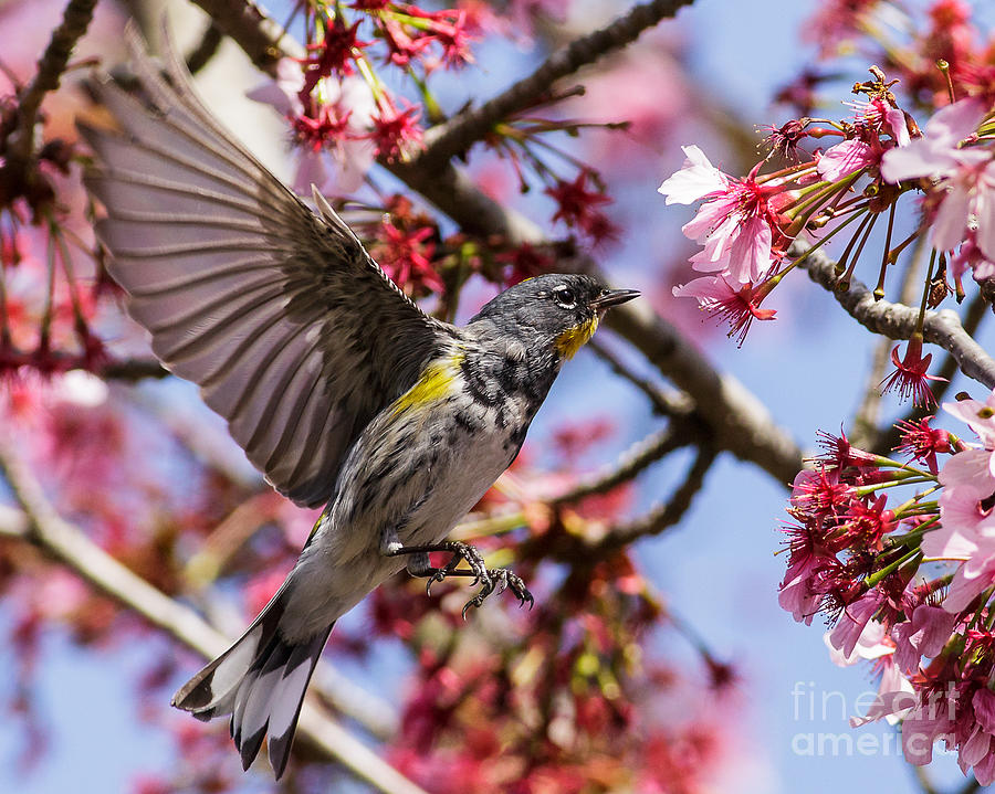 Nature Photograph - Yellow-rumped Warbler #1 by Carl Jackson