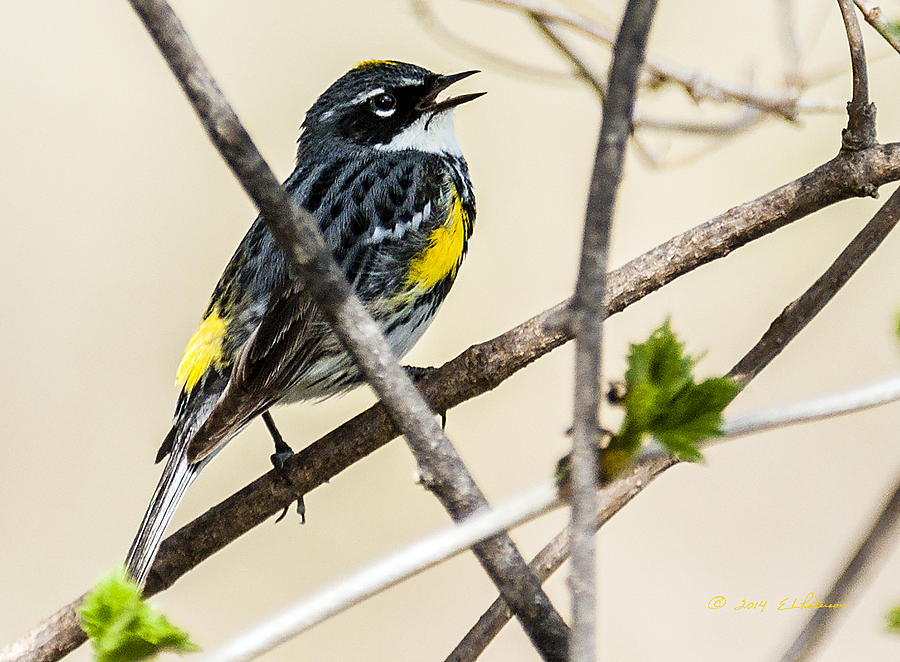 Yellow-rumped Warbler #1 Photograph by Ed Peterson Yellow-rumped Warbler #1 Photograph by Ed Peterson