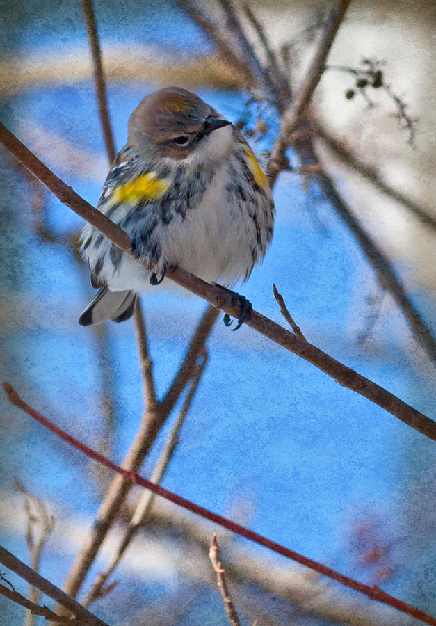 Yellow-Rumped Warbler #1 Photograph by Melinda Fawver
