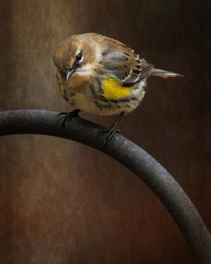 Yellow-Rumped-Warbler #1 Photograph by Robert L Jackson