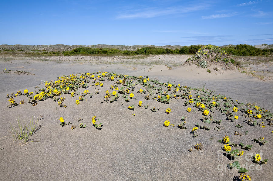 Yellow Sand Verbena #1 Photograph by Gregory G. Dimijian, M.D.