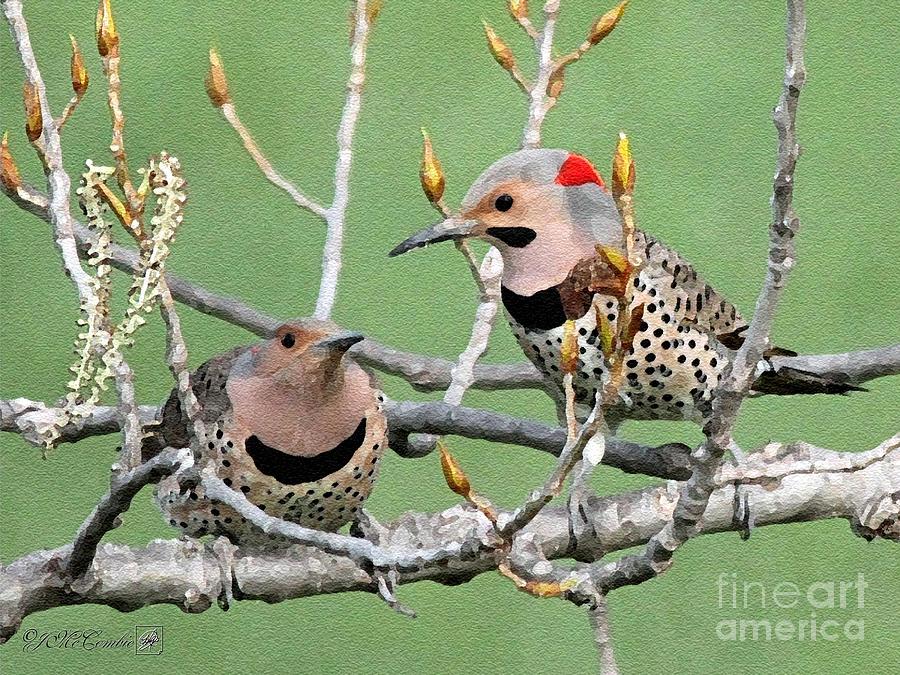 Yellow-Shafted Northern Flickers #1 Painting by J McCombie
