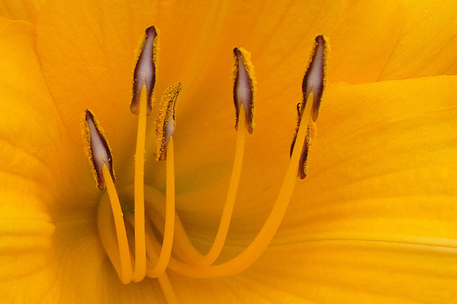 Yellow Stamens Photograph by TK Goforth