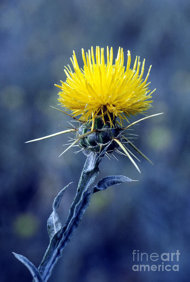 Yellow Star-thistle #2 Photograph by William H Mullins