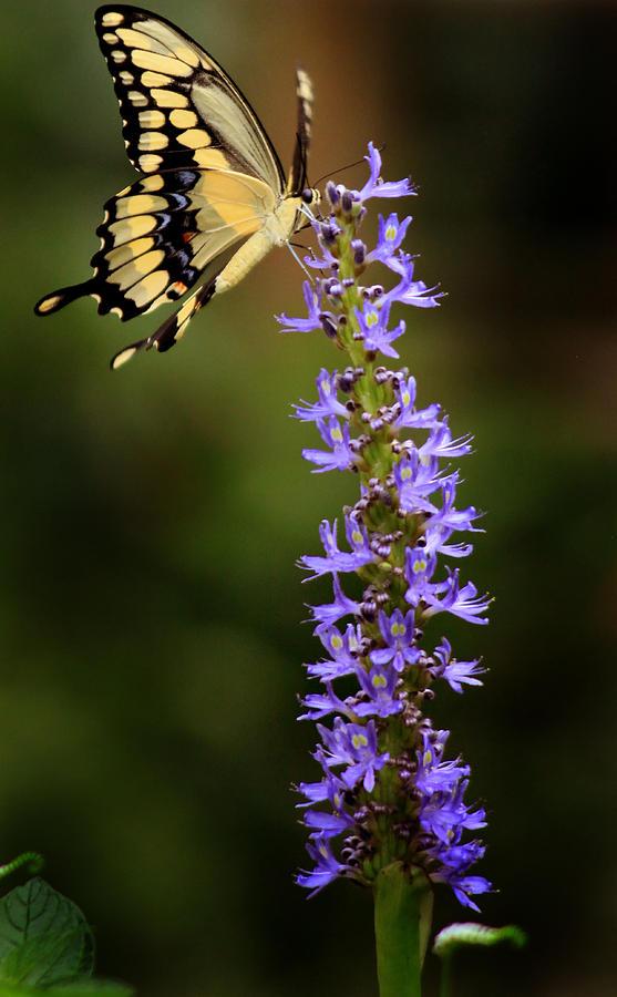 Yellow Swallowtail #1 Photograph by Joseph G Holland