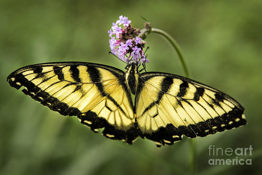 Yellow Swallowtail #2 Photograph by Timothy Hacker