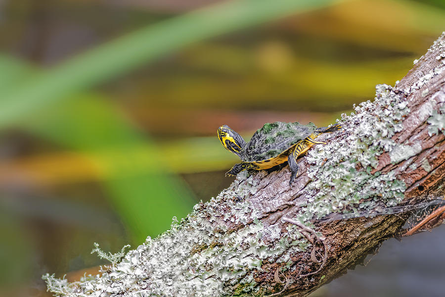 Yellow Tail Turtle #1 Photograph by Peter Lakomy