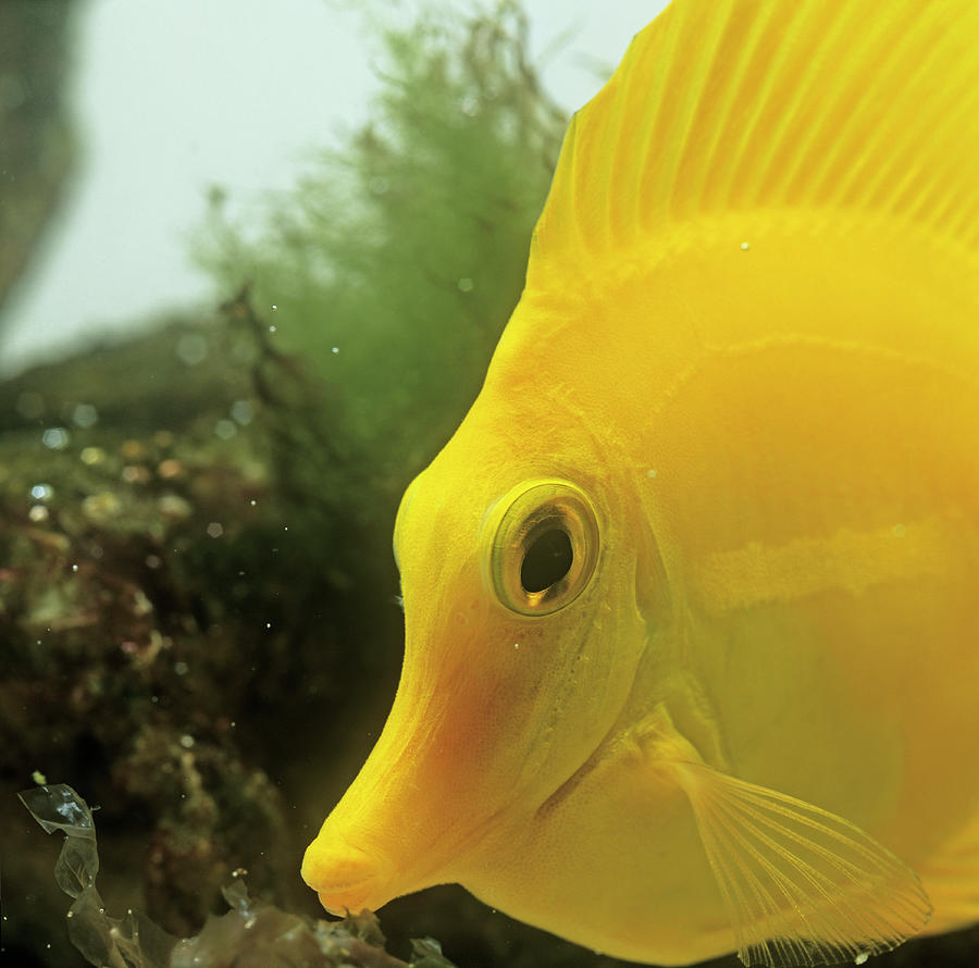 Yellow Tang #1 Photograph by Science Photo Library Yellow Tang #1 Photograph by Science Photo Library