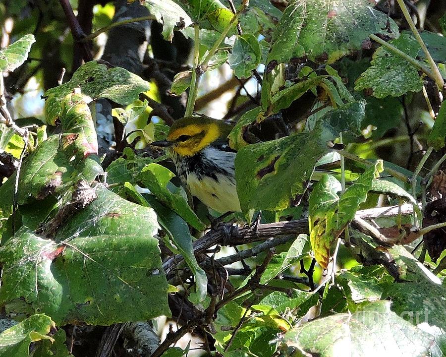 Yellow-Throated Green Warbler Photograph by Caroline Morse - Fine Art ...