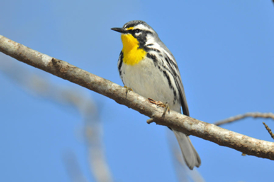Yellow-throated Warbler #1 Photograph by Alan Lenk