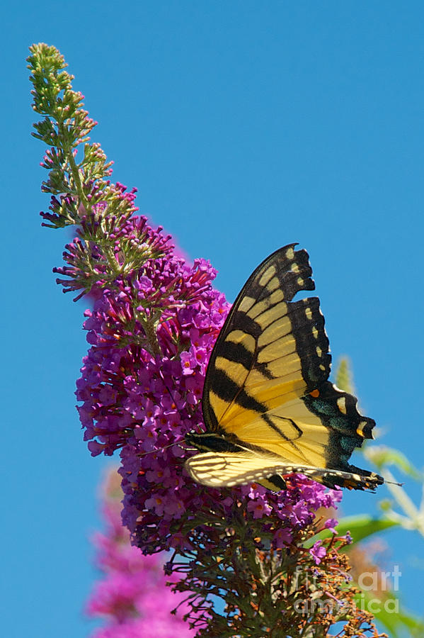 Yellow Tiger Swallowtail Papilio Glaucus Butterfly  #1 Photograph by Mark Dodd