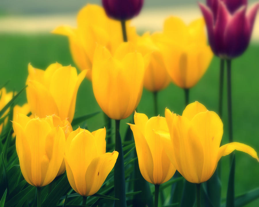 Yellow Tulips I Photograph by Joan Han
