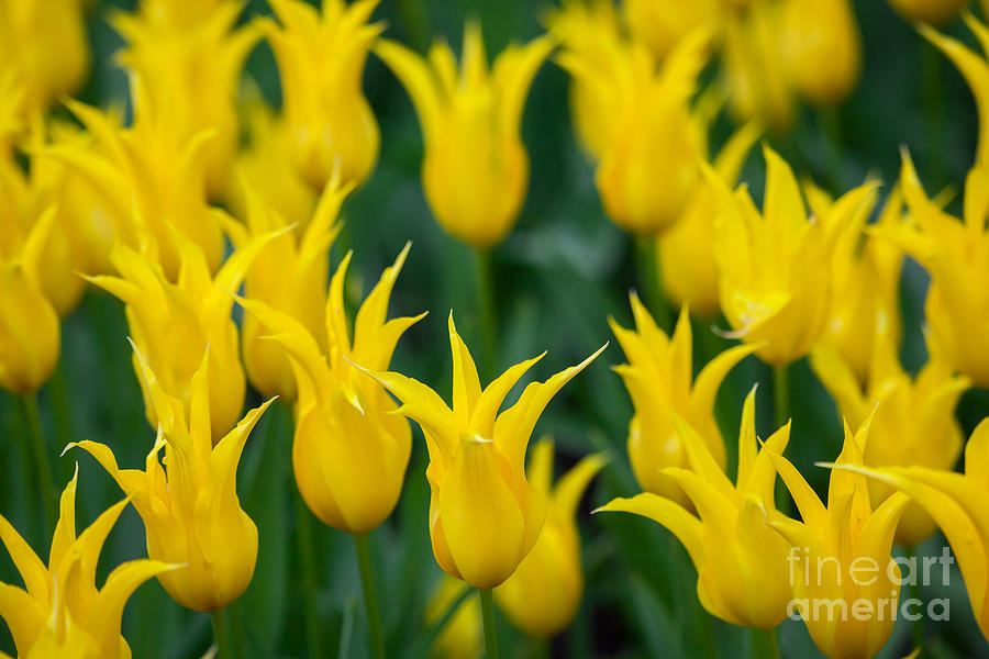 Yellow Tulips by Katka Pruskova Yellow Tulips by Katka Pruskova