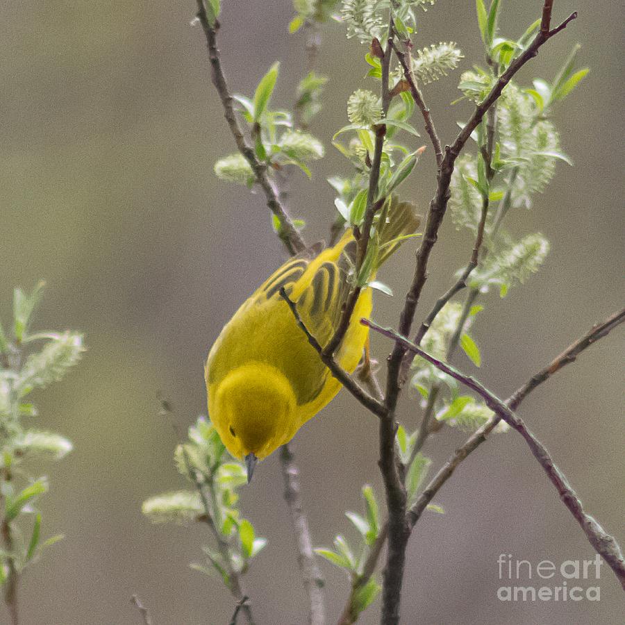 Yellow Warbler -1 #1 Photograph by Nikki Vig