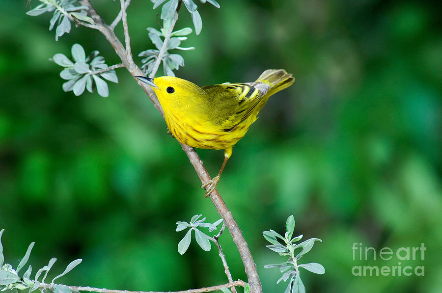Warbler Photograph - Yellow Warbler #1 by Anthony Mercieca