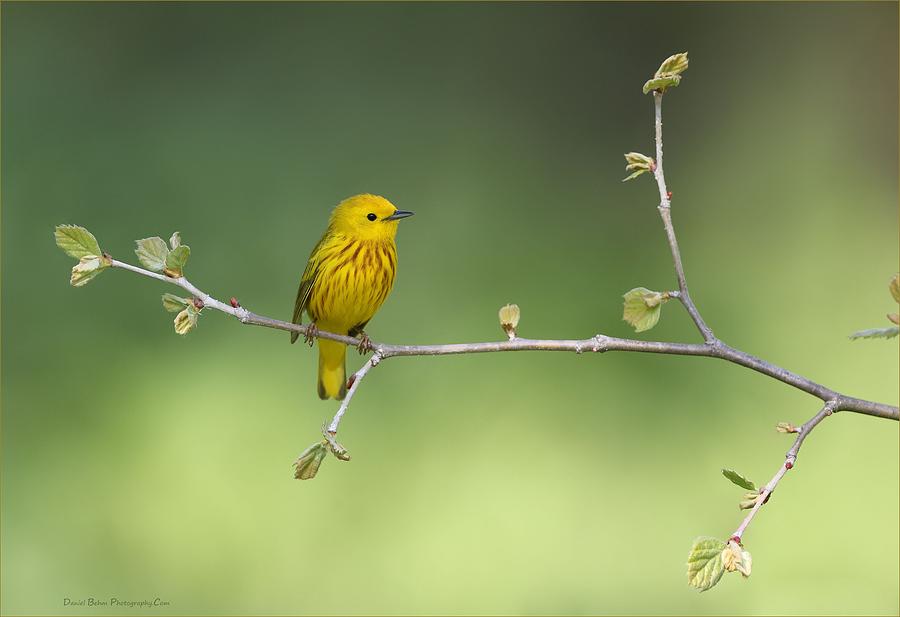 Yellow Warbler #1 Photograph by Daniel Behm