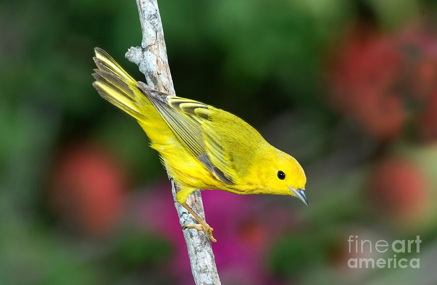 Warbler Photograph - Yellow Warbler Dendroica Petechia #1 by Anthony Mercieca