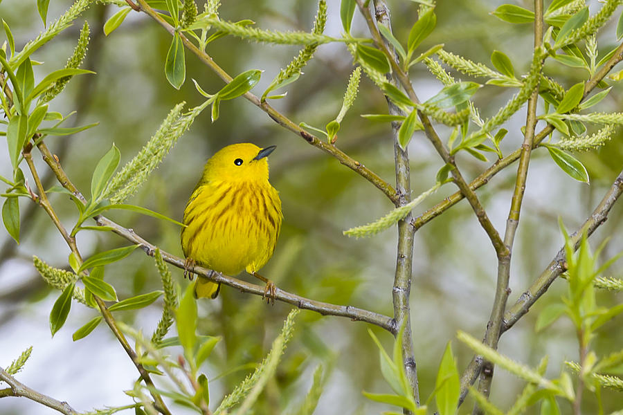Yellow Warbler #2 Photograph by Jack R Perry