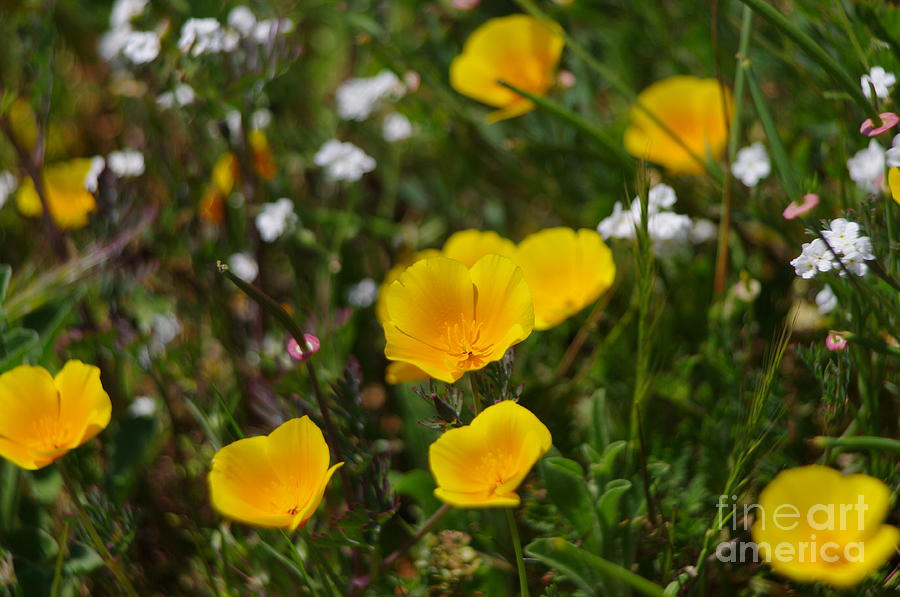 Wildflowers Photograph - Yellow Wildflower 2.1559 #1 by Stephen Parker