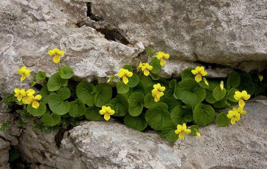 Yellow Wood-violet (viola Biflora) #1 Photograph by Bob Gibbons/science Photo Library