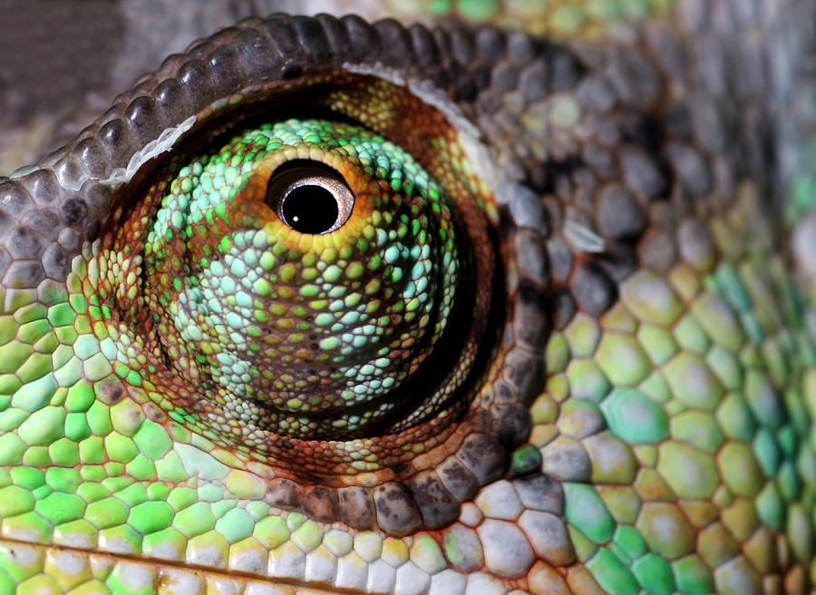 Yemen Or Veiled Chameleon #1 Photograph by Nigel Downer