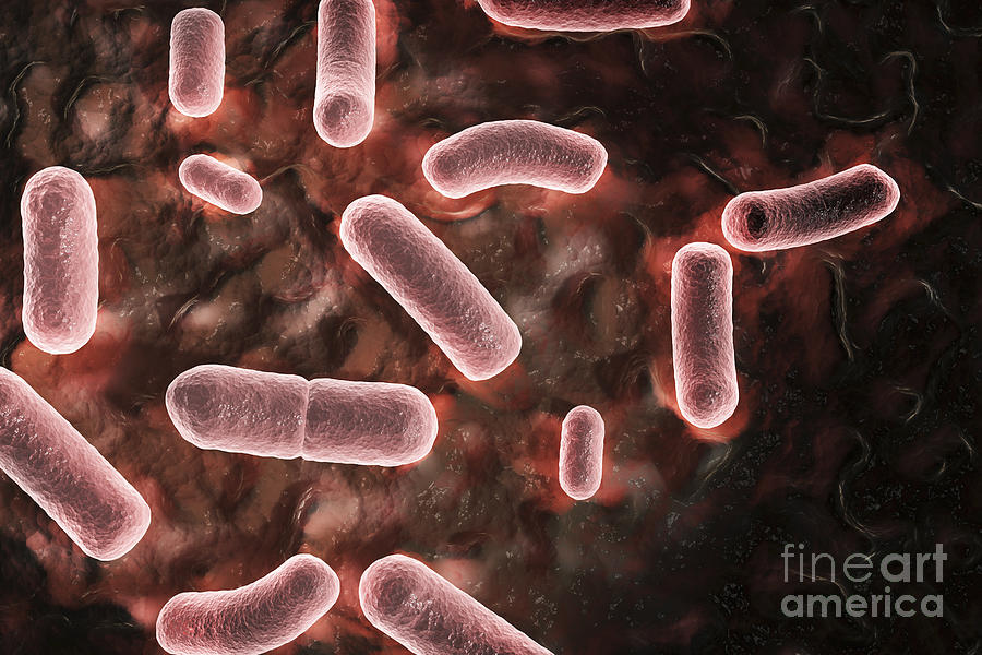 Pathogenic Bacteria Photograph - Yersinia Pestis Black Plague #1 by Science Picture Co