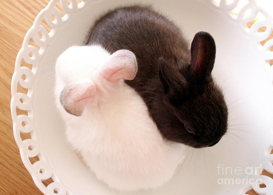 Yin Yang Bunnies Photograph by Valerie Reeves